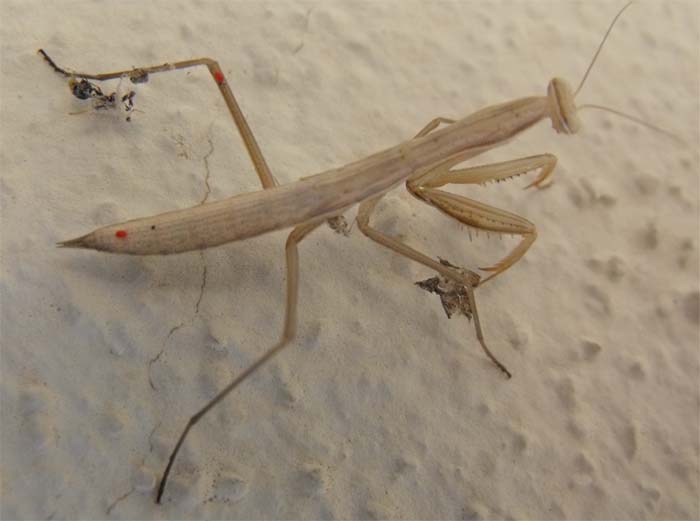 Mantide maremmana (giovane Mantis religiosa)